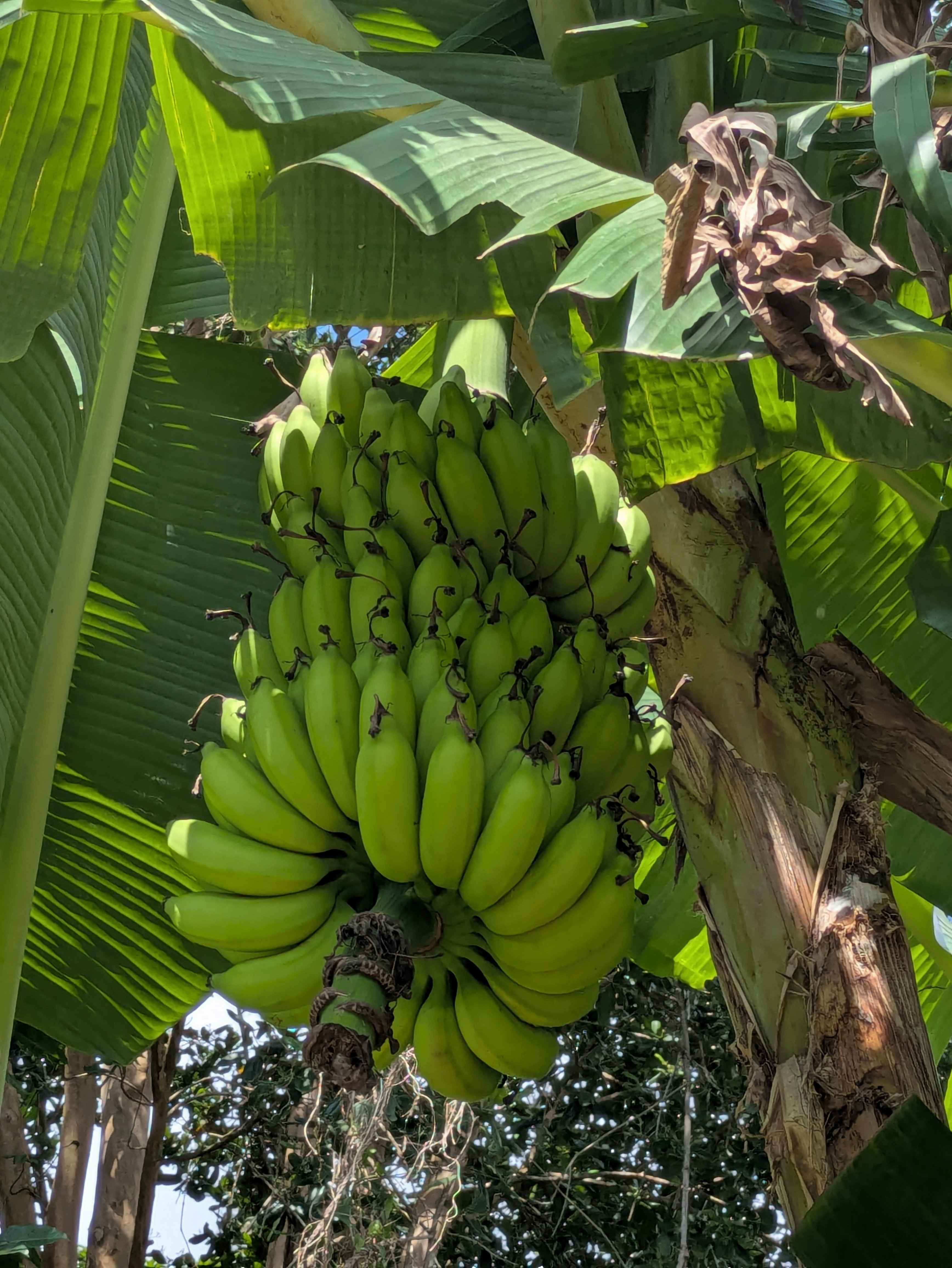 Vous pourrez trouver les régimes de bananes directement dans le jardin !