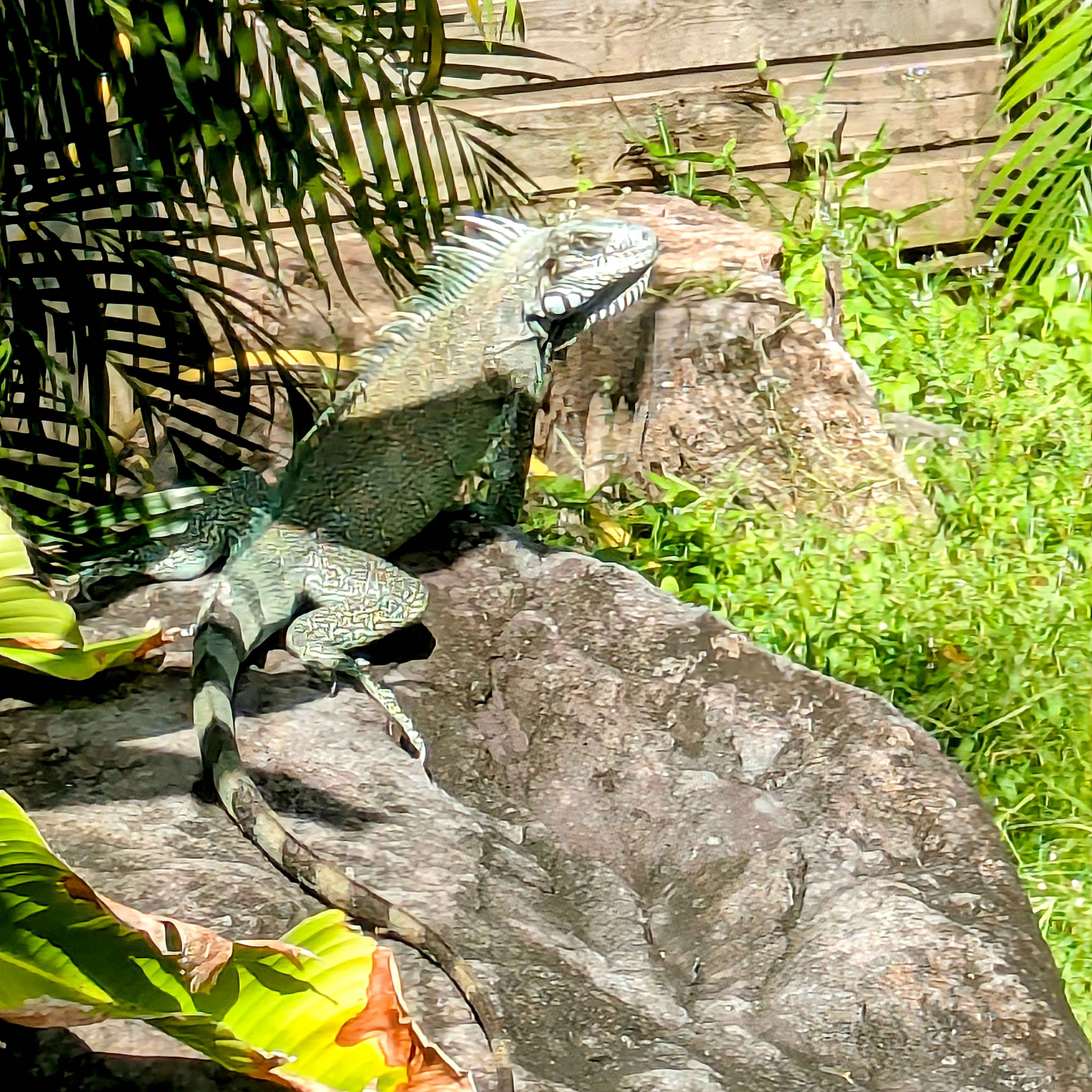 La villa porte bien son nom, vous pourrez sûrement voir des iguanes