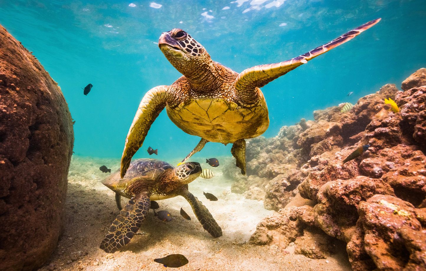 Tortues marines nageant dans l'eau claire de Guadeloupe