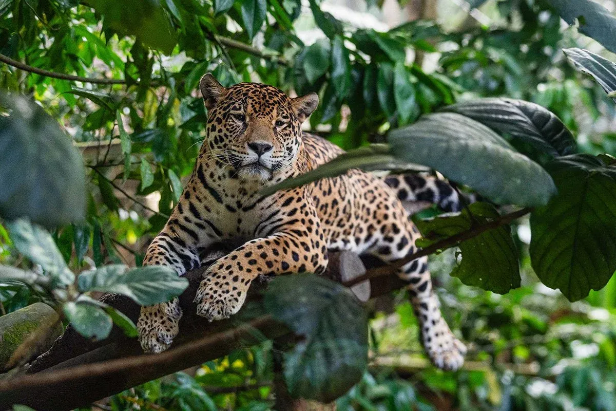 Zoo de Guadeloupe ou du Parc des Mamelles